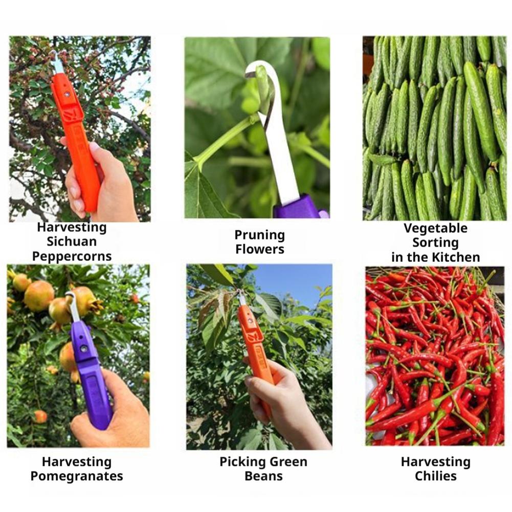 أداة يدوية لقطف التوت، مقص حصا - مراجعة Gardening Tools Cutter وسعره